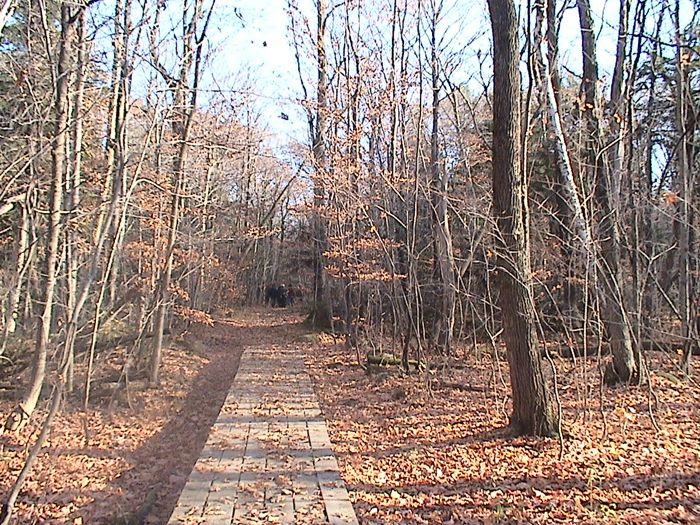  Le Sentier d'un Flâneur-la forêt - 03